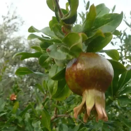 Holiday home Sardinia Garden Quartu Sant'Elena